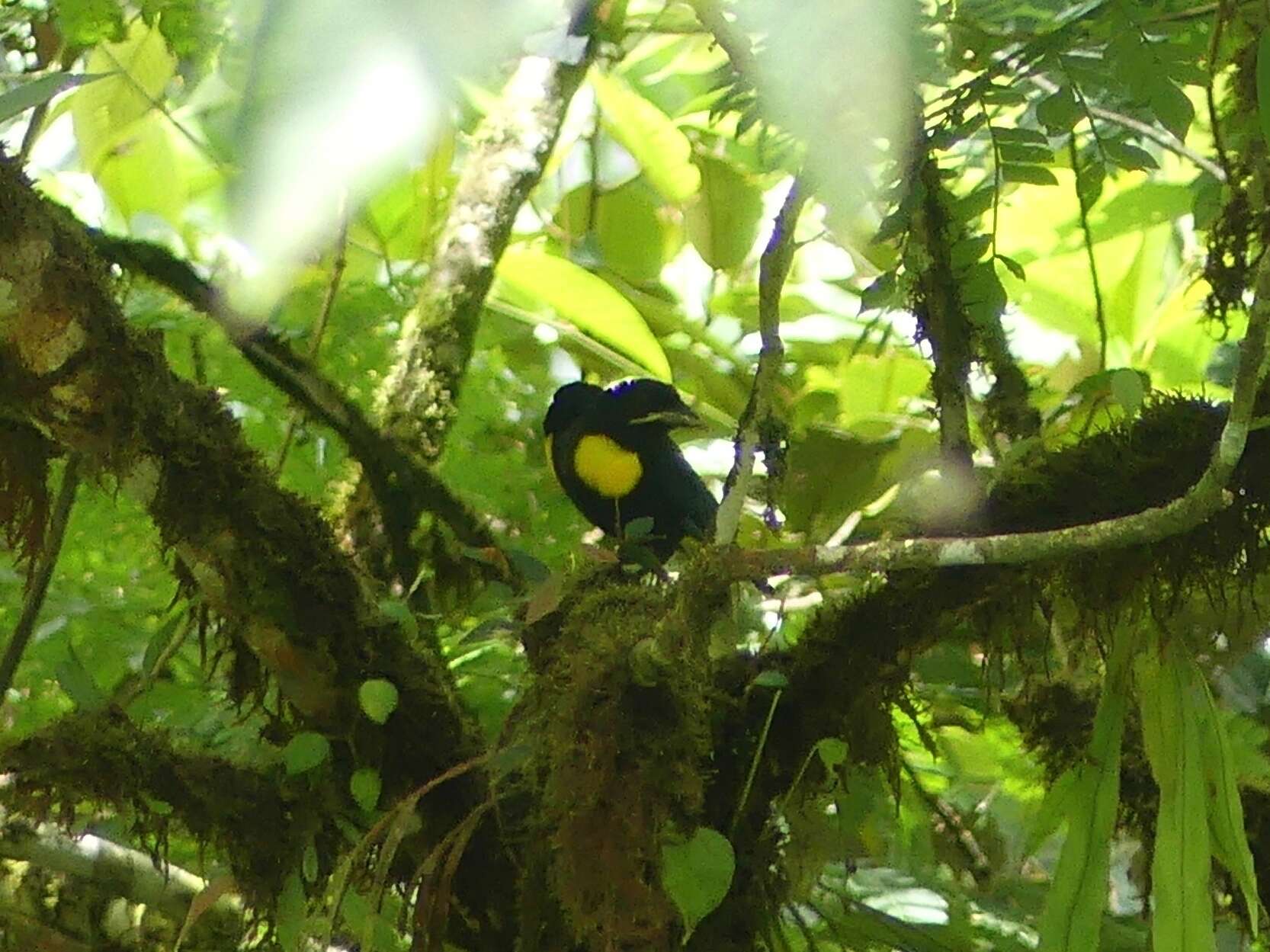 Image of Golden-chested Tanager