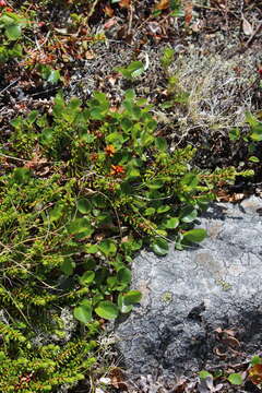 Image of snowbed willow