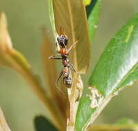 صورة Myrmecia nigrocincta Smith 1858