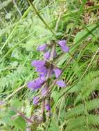 Image of Salvia japonica Thunb.