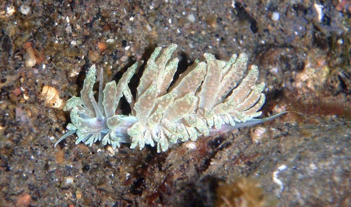 Image of Phyllodesmium crypticum Rudman 1981