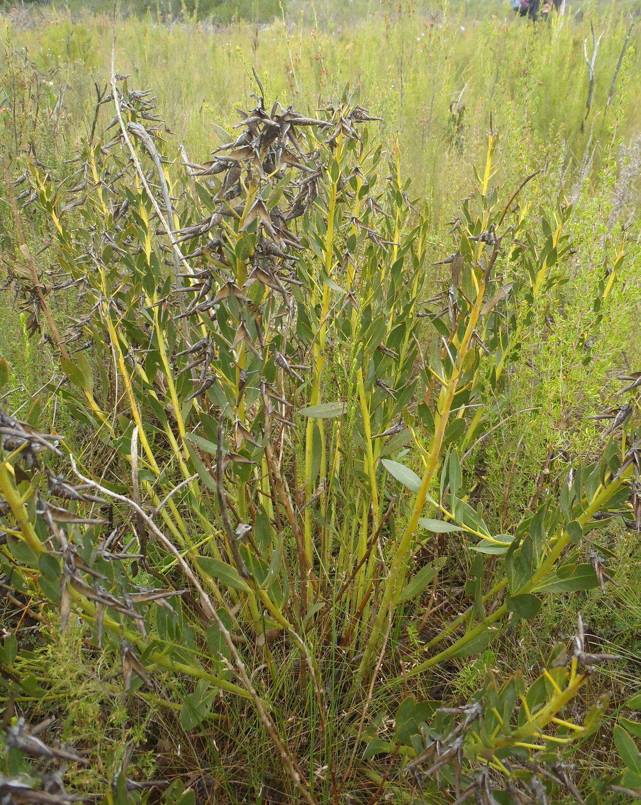 Image of <i>Rafnia <i>racemosa</i></i> subsp. racemosa