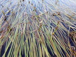 Image de Sparganium longifolium Turcz. ex Ledeb.