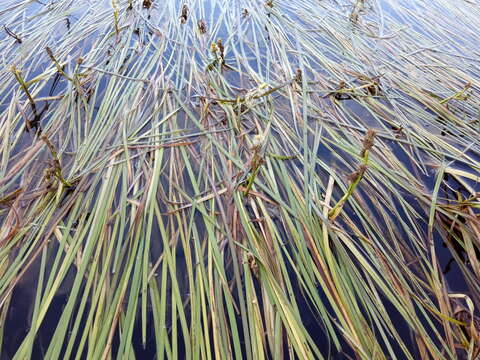 Sivun Sparganium longifolium Turcz. ex Ledeb. kuva