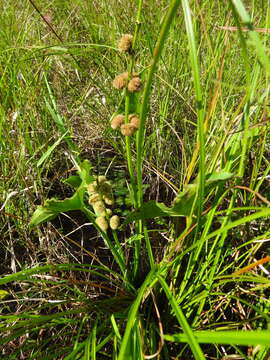 Imagem de Sagittaria australis (J. G. Sm.) Small