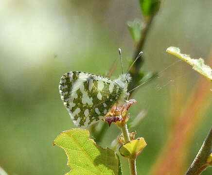 Imagem de Euchloe insularis (Staudinger 1861)