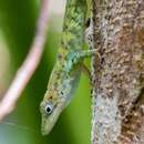 Sivun Anolis apletolepis Köhler & Hedges 2016 kuva