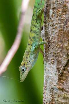 Plancia ëd Anolis apletolepis Köhler & Hedges 2016