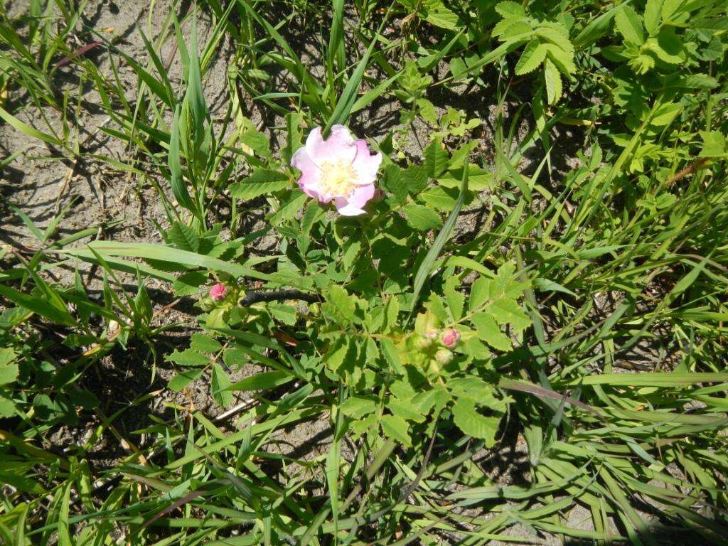 Image of prairie rose