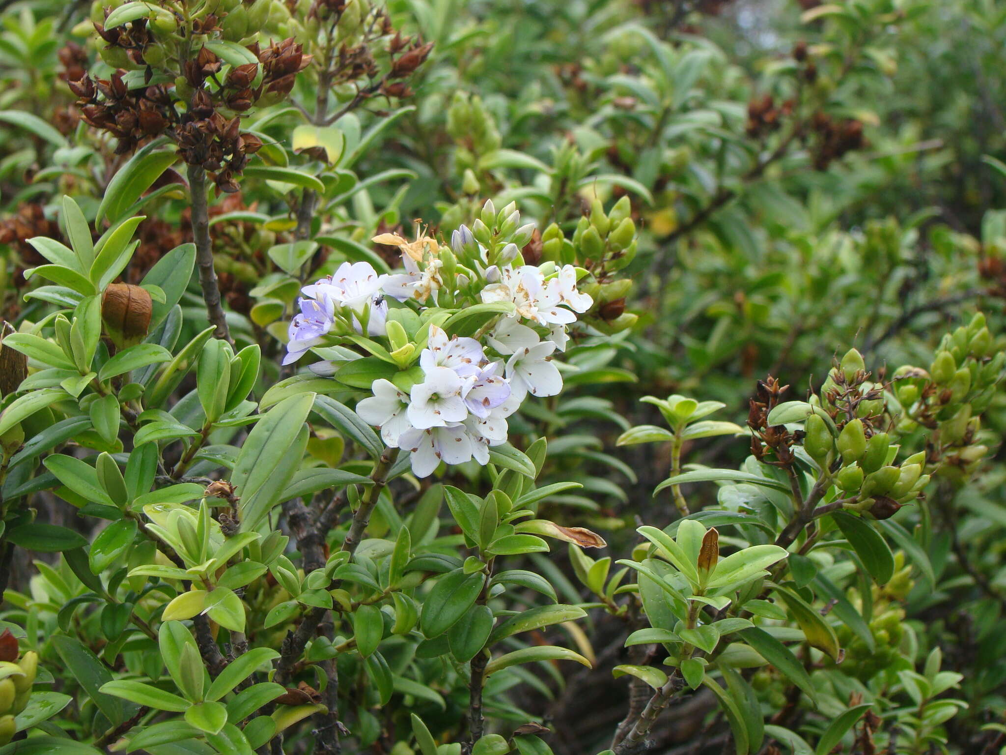 Image of Veronica elliptica G. Forster