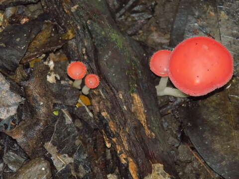 Image of Cookeina speciosa (Fr.) Dennis 1994