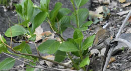 Image of Pale Thrush