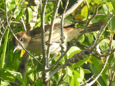 Image of Northern Brownbul