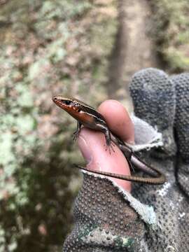 Image of Coal Skink