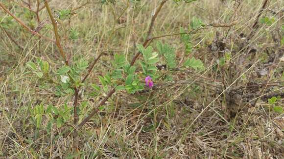 Image de Tephrosia purpurea (L.) Pers.