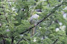 Image of Rudd's Apalis