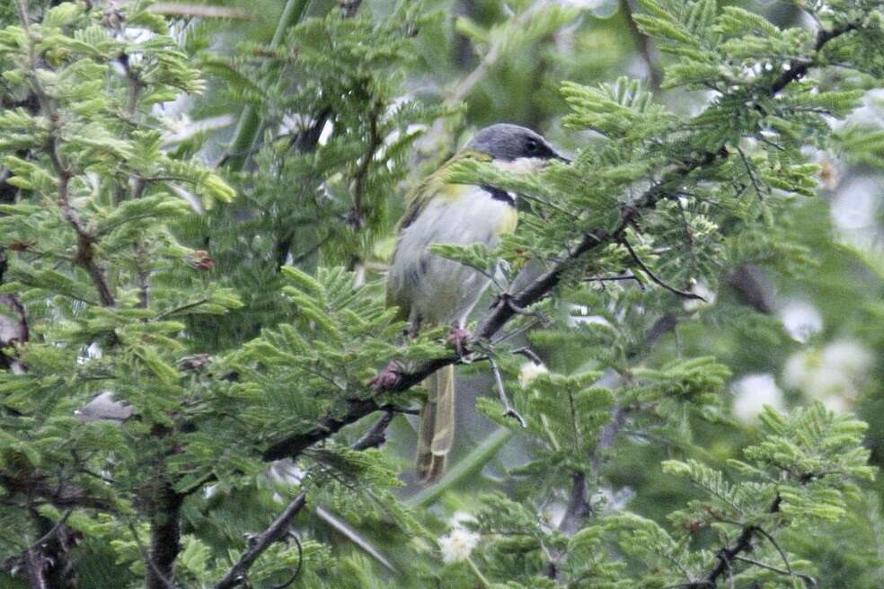 Image of Rudd's Apalis