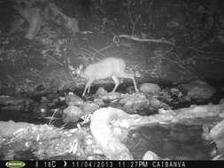 Image of Central American Red Brocket Deer