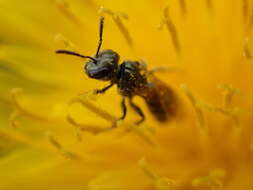 Image of Lasioglossum imitatum (Walker 1986)