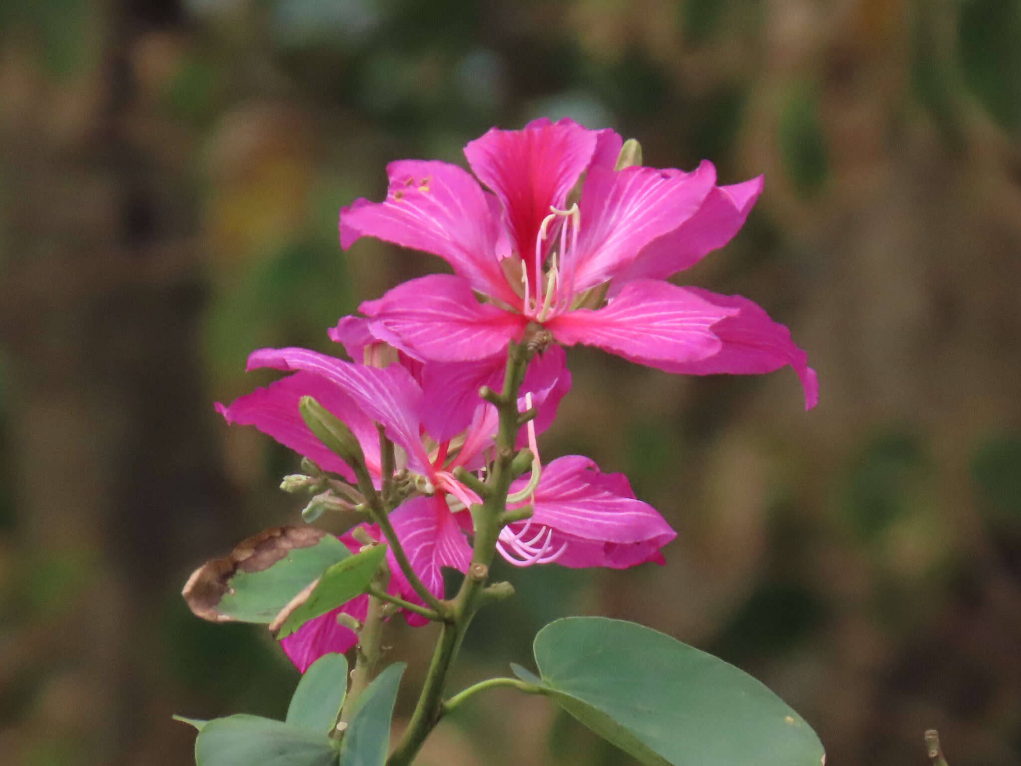 Image of bauhinia