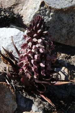 Image of Disa remota H. P. Linder