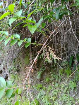 Image of Coriaria japonica subsp. intermedia (Matsum.) T. C. Huang