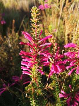 Image of Erica abietina subsp. atrorosea E. G. H. Oliv. & I. M. Oliv.