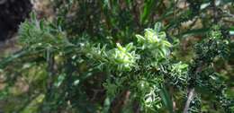 Image of Canary Island flatpod