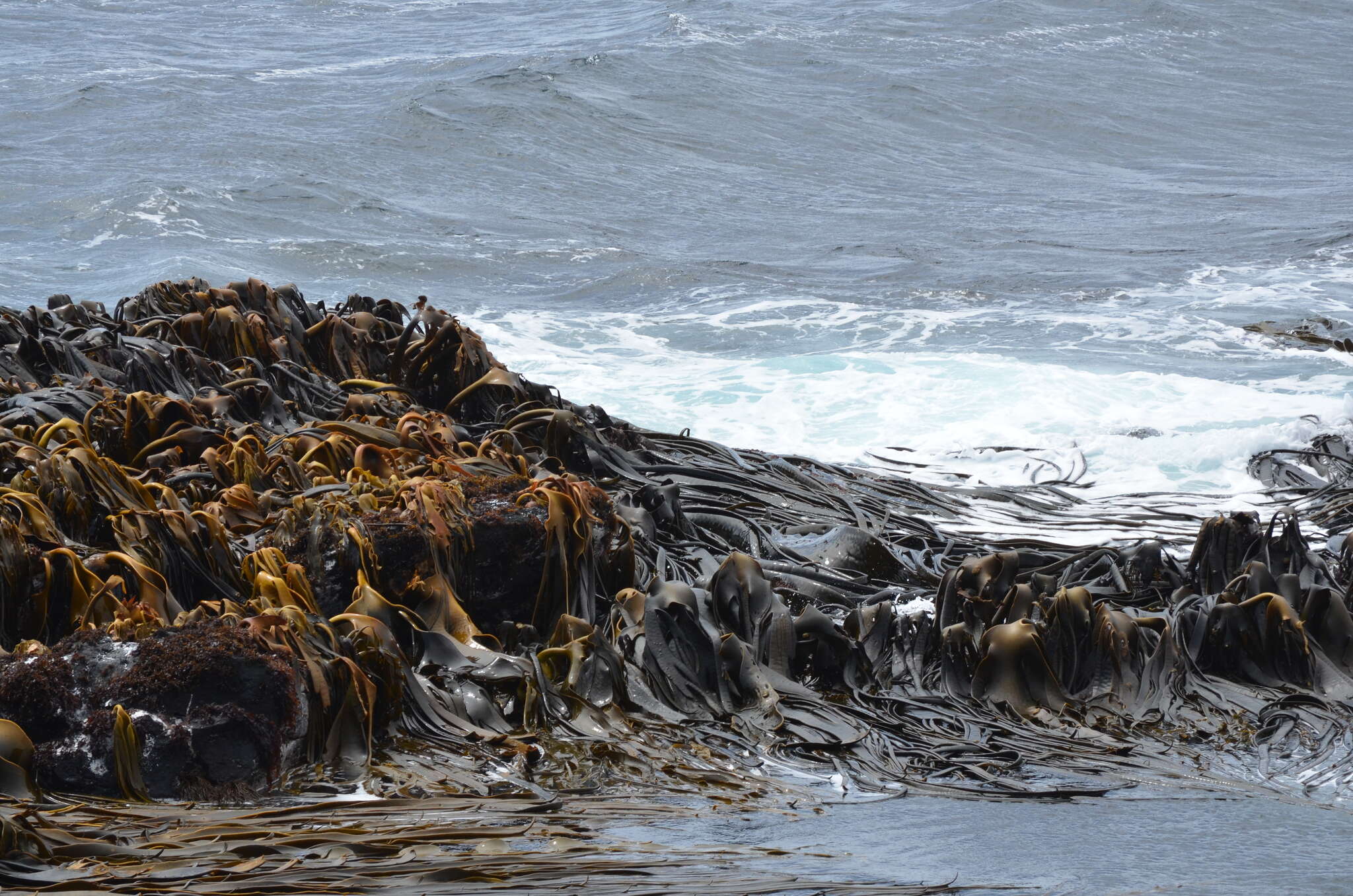 Image of New Zealand bull kelp