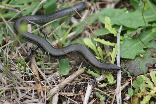 Image of South-western Mulch-skink