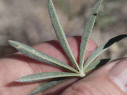 Sivun Lupinus argenteus var. utahensis (S. Watson) Barneby kuva