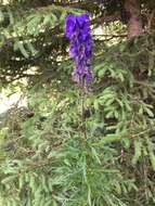 Слика од Aconitum napellus L.