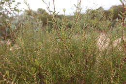 Image of Acacia sclerophylla var. sclerophylla