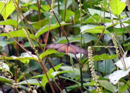 Image of Acraea lycoa Godart 1819