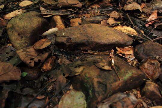 Image of Borneon Horned Frog