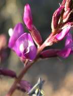 صورة Astragalus cimae var. cimae