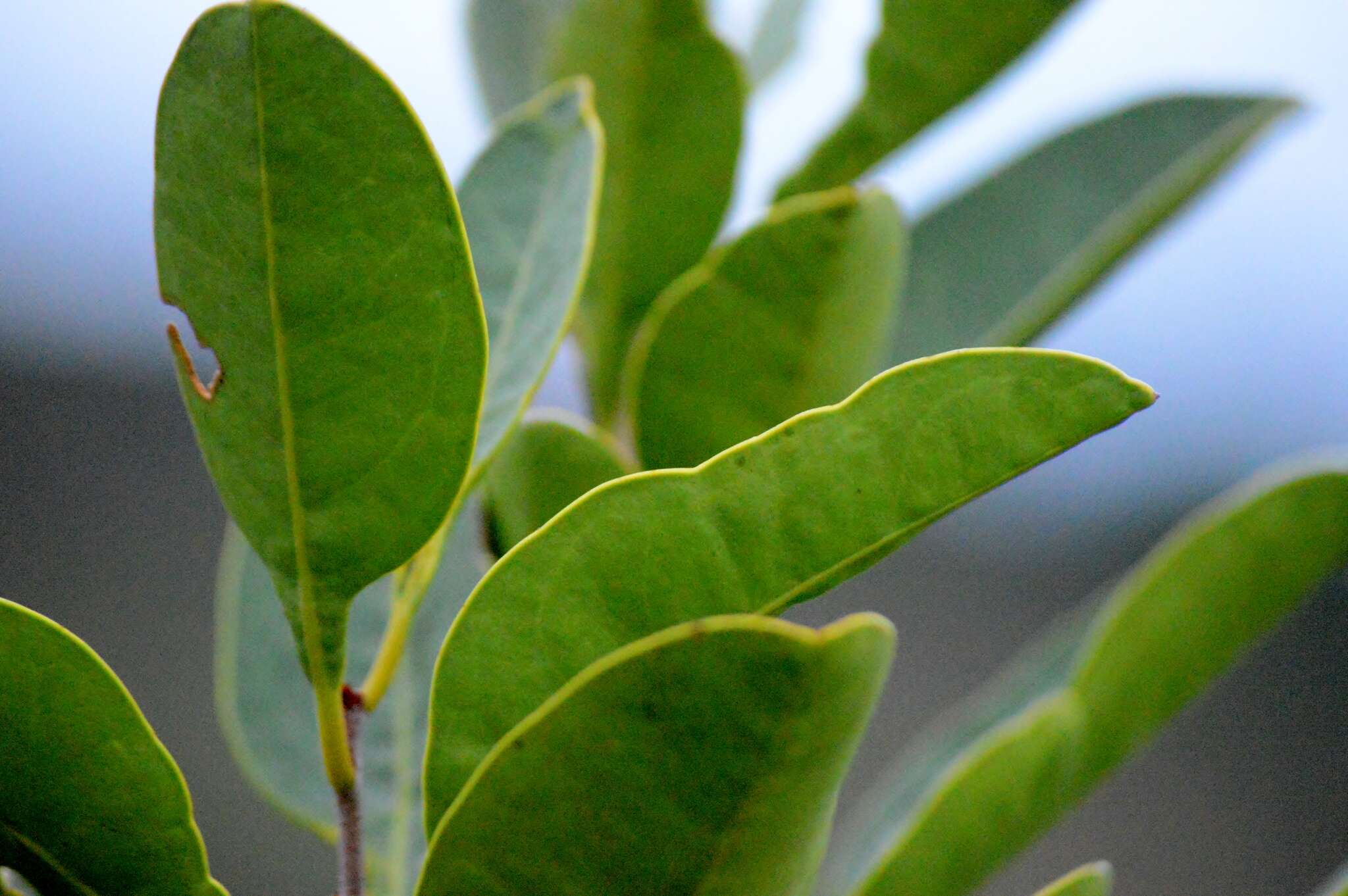 Image of Salacia crassifolia (Mart.) G. Don