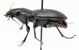 Image of Pterostichus (Petrophilus) coracinus (Newman 1838)