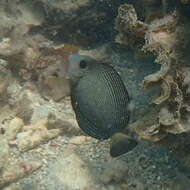 Image of Finelined Surgeonfish