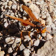 Image de <i>Polistes <i>comanchus</i></i> comanchus