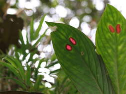 Image of Columnea dimidiata (Benth.) Kuntze