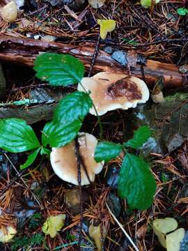 Image of Stropharia albivelata (Murrill) Norvell & Redhead 2000