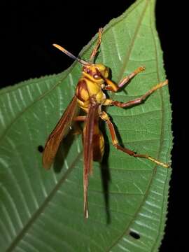 Imagem de Polistes major columbianus Bequard 1940