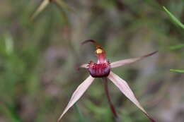 Caladenia montana G. W. Carr的圖片