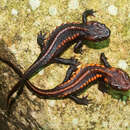 Image of Loei Crocodile Newt