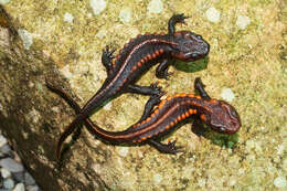 Image of Loei Crocodile Newt