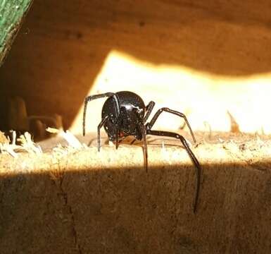 Imagem de Latrodectus hesperus Chamberlin & Ivie 1935