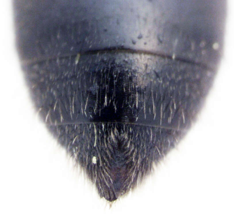 Image of Lasioglossum sordidum (Smith 1853)