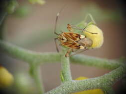 Image of Closterotomus krueperi (Reuter 1880)