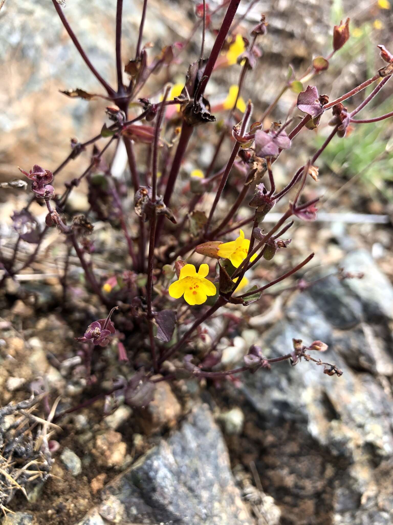 Image of Erythranthe serpentinicola